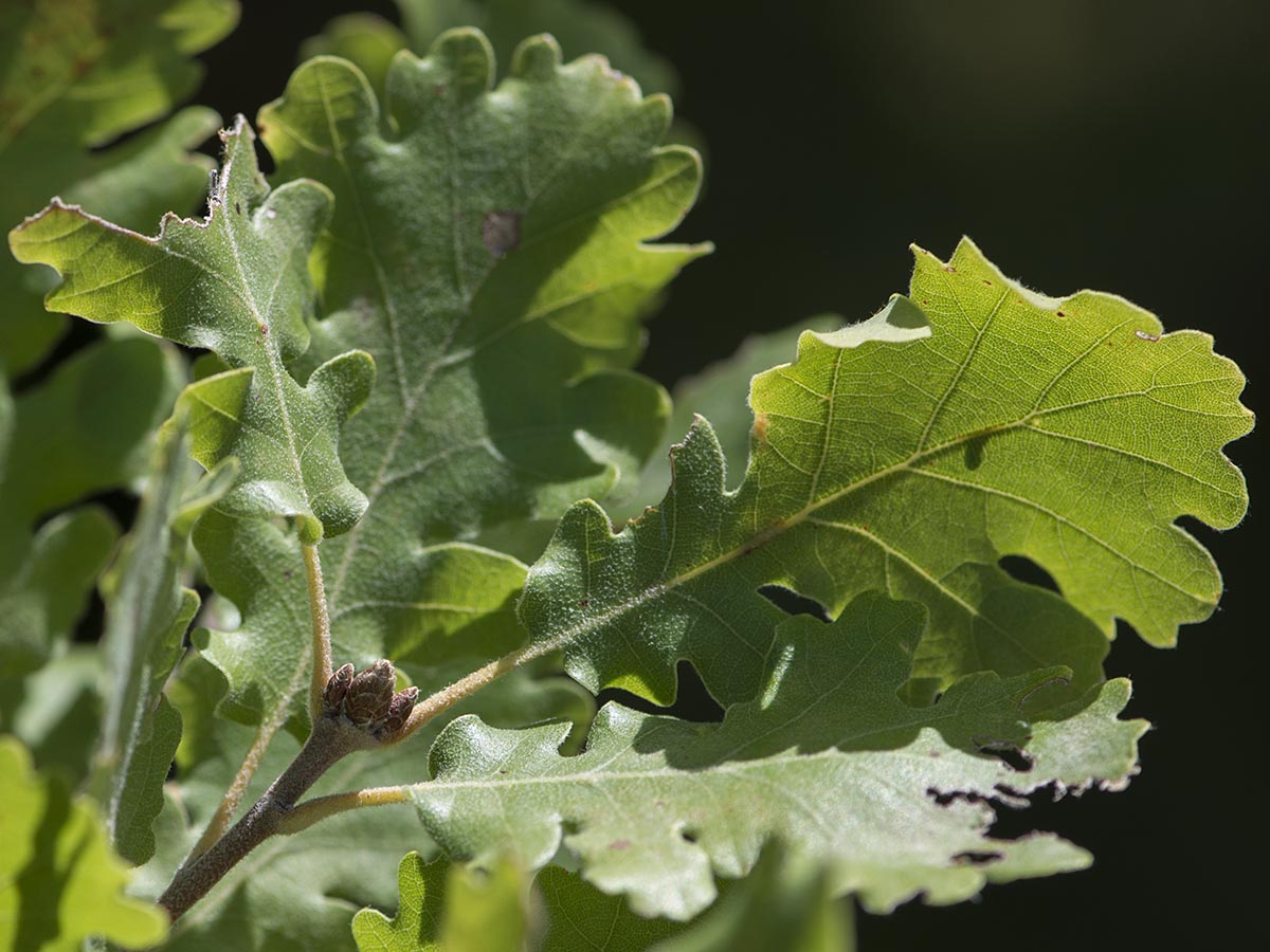 Quercus pubescens